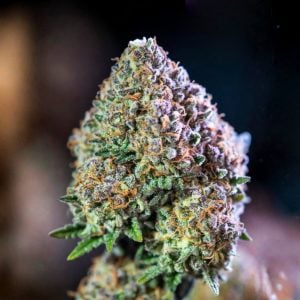 Biscotti 33 seeds Premium close-up of a dense, frosty Biscotti 33 Auto cannabis main cola. The bud displays vibrant green and purple hues, thick sparkling white trichomes, and bright orange pistils