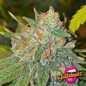 Bubble Runtz Strain Main Cola Tastebudz Genetics Feminized cannabis seeds UK