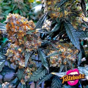 Bubble Runtz Strain Feminized Cannabis Seeds UK | Tastebudz Genetics