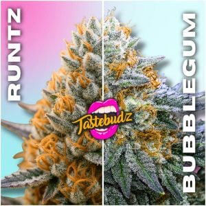 Bubble Runtz Strain Tastebudz Genetics Autoflower Cannabis Seeds U.K | Runtz x Bubblegum
