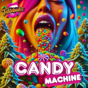 Candy Machine strain feminized cannabis seeds – formerly Reefereshers – sweet candy hybrid