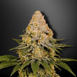 Cannacotta Strain by Tastebudz Genetics | Gelato 33 x Wedding Cake | Best Cannabis Seeds UK