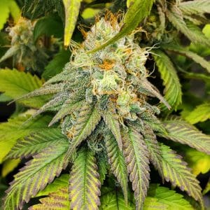 Tastebudz Genetics Cannacotta Strain Feminized Cannabis Seeds UK