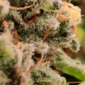 Cannacotta strain — a creamy Wedding Cake cross with vanilla-frosting terpenes and dense frosty buds from the Tastebudz Wedding Cake strains collection