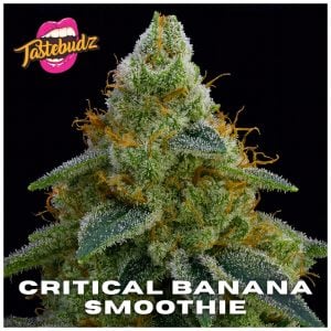 Critical Banana Smoothie Strain – feminized photoperiod from Tastebudz Genetics | creamy banana dessert aroma | premium cannabis seeds UK