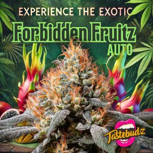 Tastebudz Forbidden Fruitz strain Autoflowering Seeds with Exotic Fruit Terps