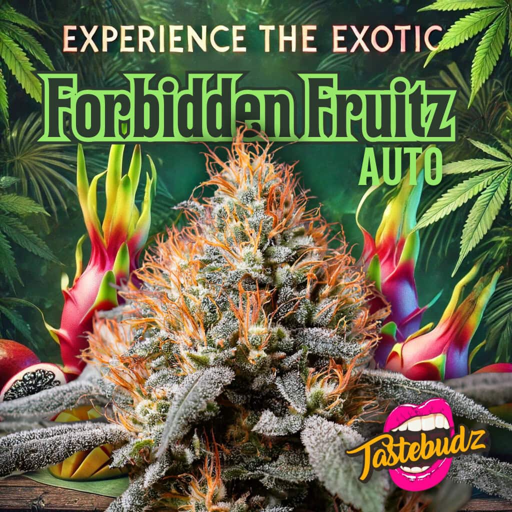 Tastebudz Forbidden Fruitz strain Autoflowering Seeds with Exotic Fruit Terps