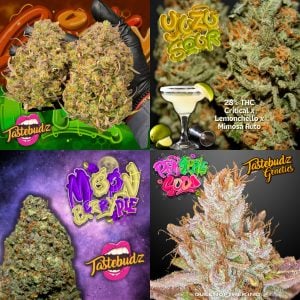 Fruit Punch Auto Mix Collection – High THC Autoflower Buds from Tastebudz Genetics
