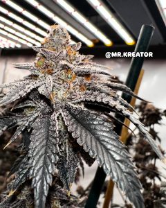 gelonade strain cannabis seeds from tastebudz genetics featuring trichome covering