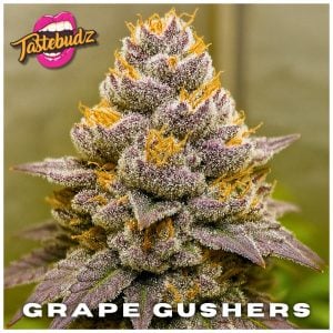Grape Gushers strain macro bud – trichome-rich cola with grape-candy aroma | Tastebudz Genetics | feminized cannabis seeds UK