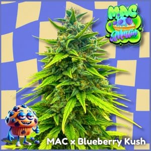 MAC Muffin strain feminized cannabis seeds Tastebudz Genetics Blueberry Indica 