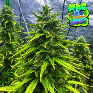 MAC Muffin Strain – Blueberry Dessert Feminized Cannabis Seeds by Tastebudz Genetics UK