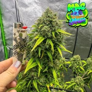 MAC Muffin strain cannabis seeds main cola from tastebudz genetics cannabis seeds UK