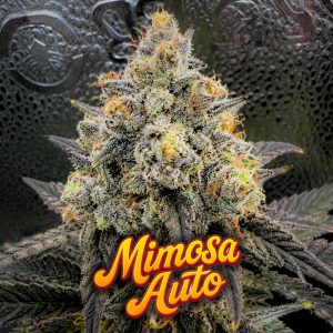 Mimosa Cannabis Seeds Autoflower by Tastebudz Genetics UK