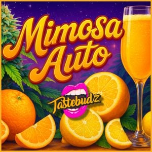 Mimosa Strain Seeds Tastebudz