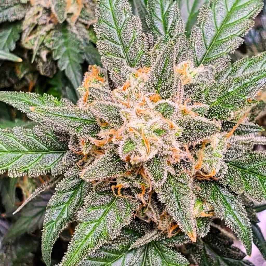 Mimosa Cannabis Seeds - Autoflower Seeds - Image 5