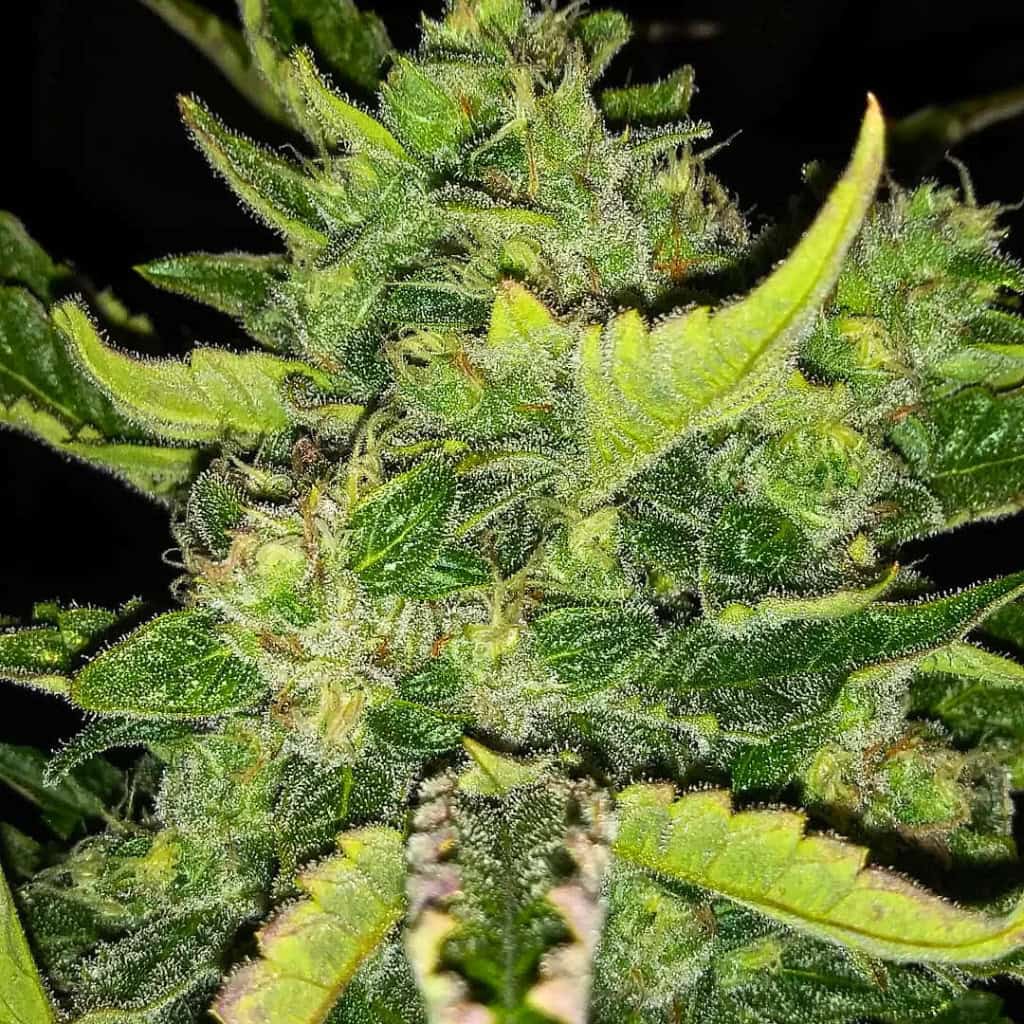 mimosa cannabis seeds UK autoflower seeds Tastebudz Genetics lemon haze auto x orange punch