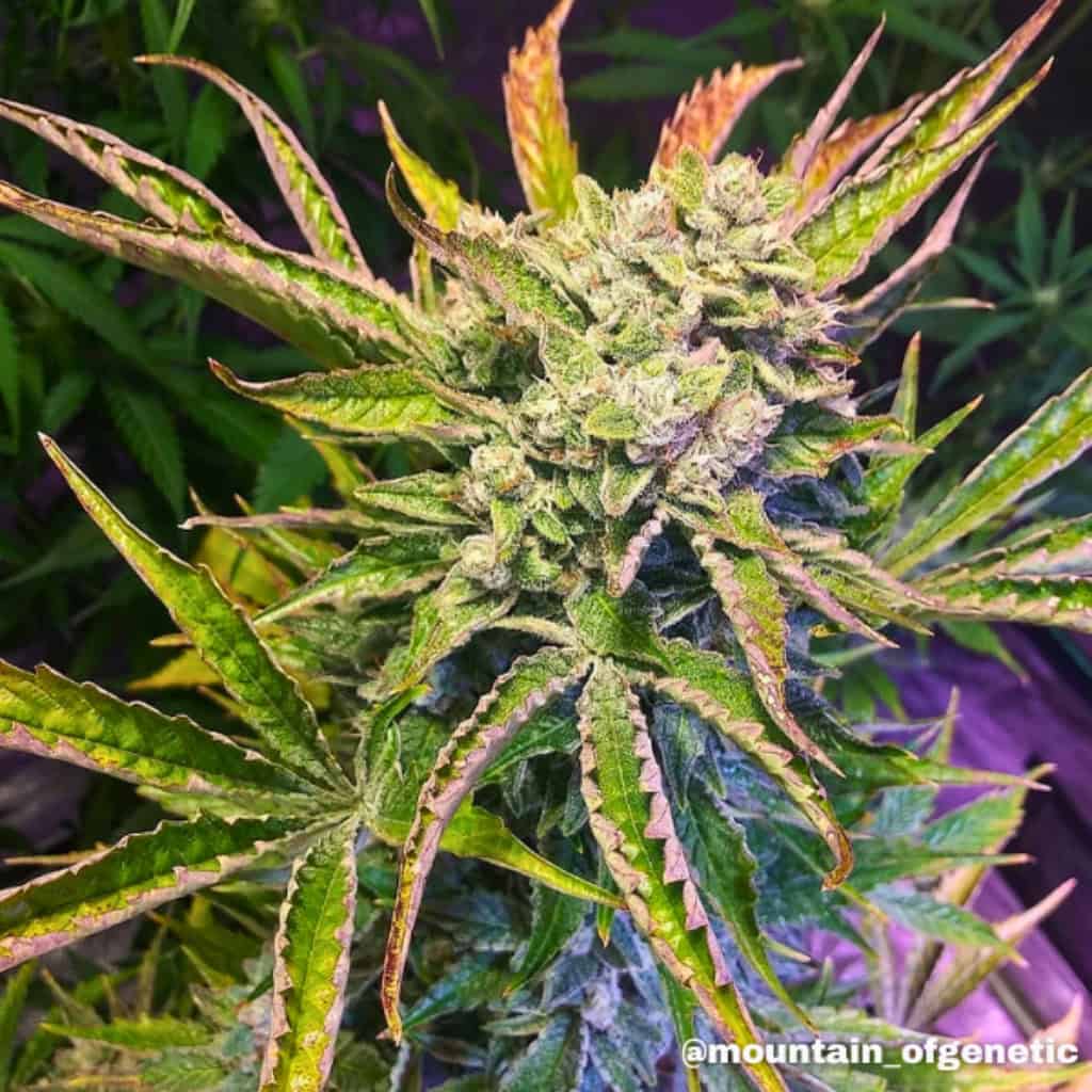 mimosa cannabis seeds UK autoflower seeds Tastebudz Genetics lemon haze auto x orange punch