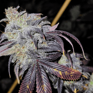 Tastebudz Genetics Moonberry Strain – Strong Indica hybrid with rich blueberry and blackberry dessert aroma | High-THC Feminized Cannabis Seeds UK | Premium Tastebudz Collection