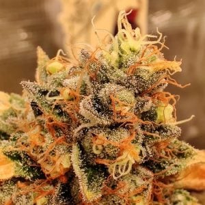 Moonberry Pie Cannabis Seeds UK Tastebudz Genetics Berry Flavoured Cannabis Seeds