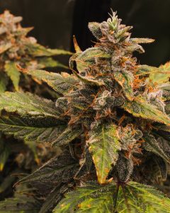 Orange Cookies Strain | Autoflower cannabis seeds U.K by Tastebudz Genetics with zesty orange aroma, sweet cookie flavour, and resin-rich buds