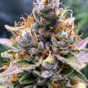 Pink Apple Soda Cannabis Seeds – Fruity High THC Autoflower by Tastebudz Genetics Trichomes