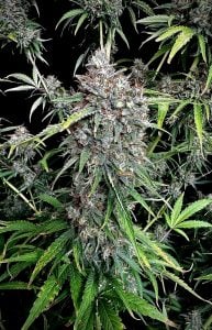 Pink Apple Soda Cannabis Seeds – Fruity High THC Autoflower by Tastebudz Genetics plant