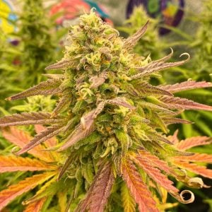 Pink Apple Soda Cannabis Seeds – Fruity High THC Autoflower by Tastebudz Genetics