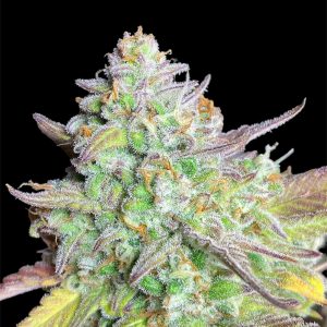 Pink Apple Soda Cannabis Seeds – Fruity High THC Autoflower by Tastebudz Genetics