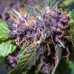 purple punch cannabis seeds autoflower cannabis seeds UK Tastebudz Genetics Purple Strains