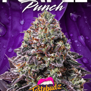 Close-up of Purple Punch Strain by Tastebudz Genetics – dense frosty buds with deep purple hues, orange hairs, and rich grape aroma – premium autoflower feminized seeds from UK female-owned brand.