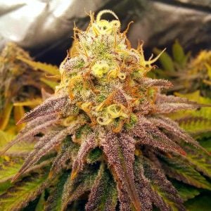 CANDY MACHINE SEEDS CANDY FLAVOUR STRAIN TASTEBUDZ GENETICS UK