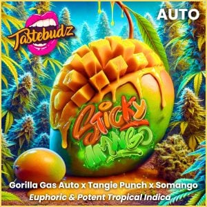 Sticky Mango Cannabis Seeds Autoflower Seeds