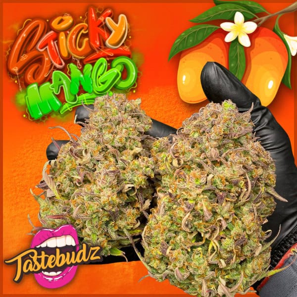 High THC Autoflower Cannabis Seeds UK | Sticky Mango Auto | Tastebudz Genetics
