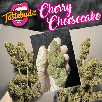 Tastebudz Cherry Cheesecake Autoflowering cannabis seeds