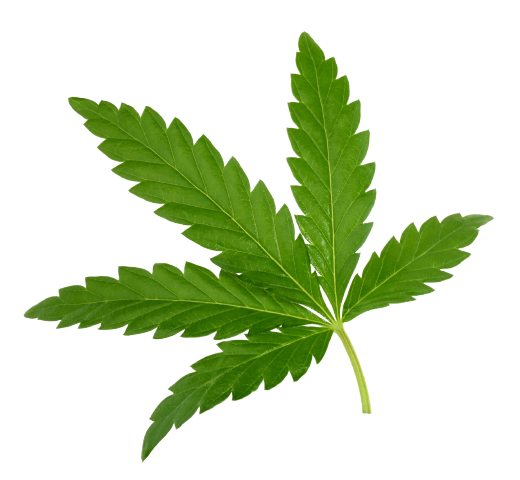 Tastebudz Seeds Cannabis Leaf