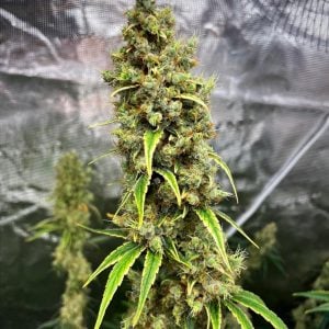 Vanilla frosting strain buds – creamy vanilla cannabis seeds by Tastebudz Genetics