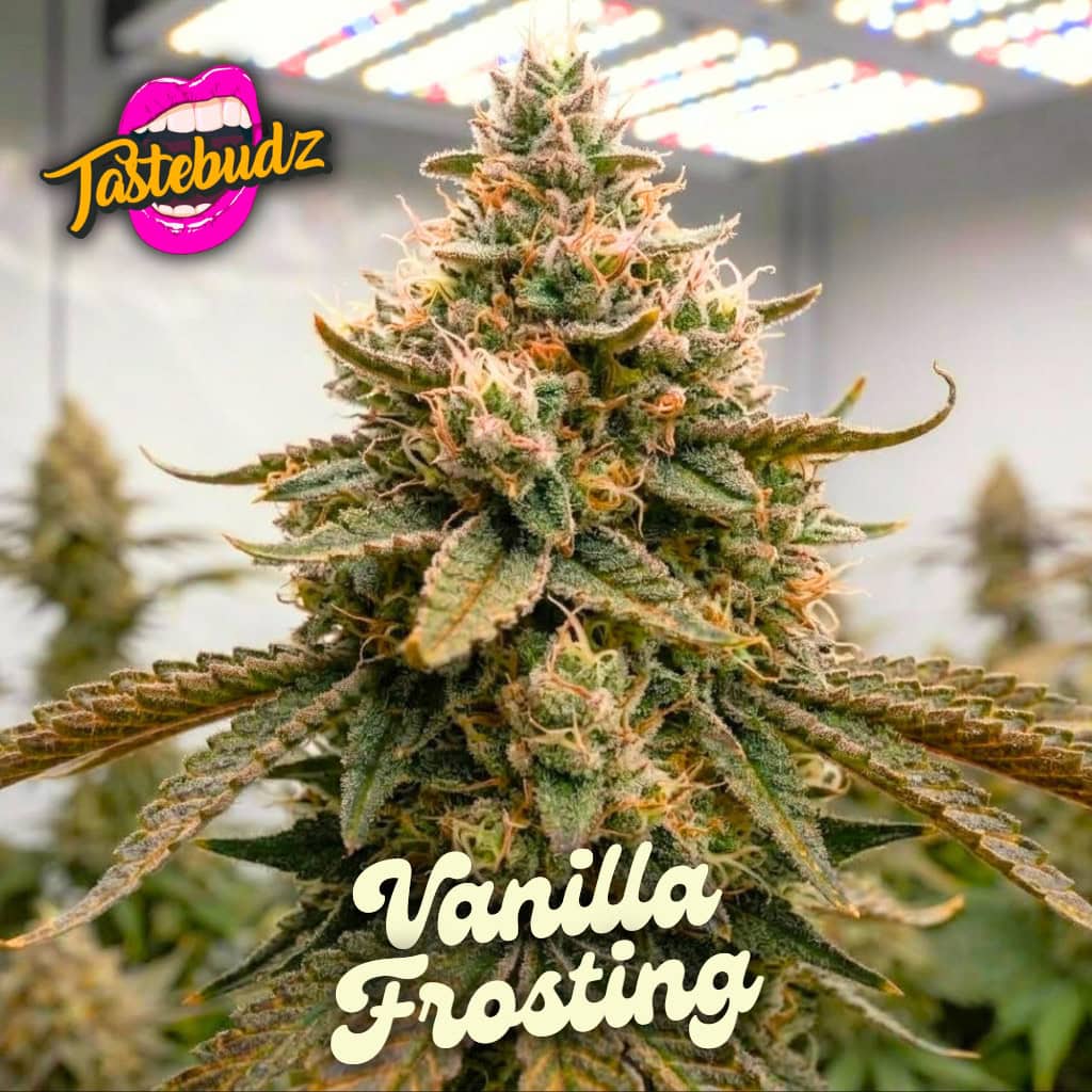 Vanilla frosting strain buds – Tastebudz Genetics feminized cannabis seeds