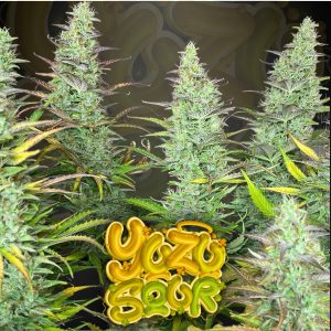 Yuzu Sour Strain – citrus diesel autoflower cannabis seeds by Tastebudz Genetics