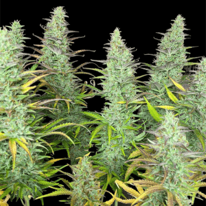 Best cannabis seeds UK 2025 – Yuzu Sour Auto by Tastebudz Genetics