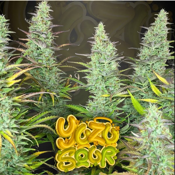 Yuzu Sour Strain – citrus diesel autoflower cannabis seeds by Tastebudz Genetics