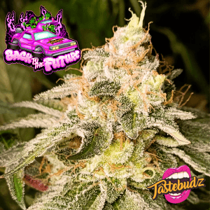 Back to the future strain