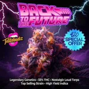Back to the Future strain bud with 420 special offer, 33% THC, legendary genetics, nostalgic loud terps, top selling high yield indica by Tastebudz