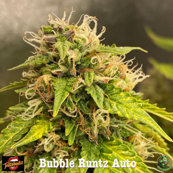 Tastebudz Bubble Runtz Autoflowering cannabis seeds