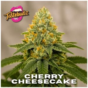 Cherry Cheesecake Strain Auto cannabis seeds by Tastebudz Genetics featuring sweet cherry and creamy dessert aroma with frosty buds