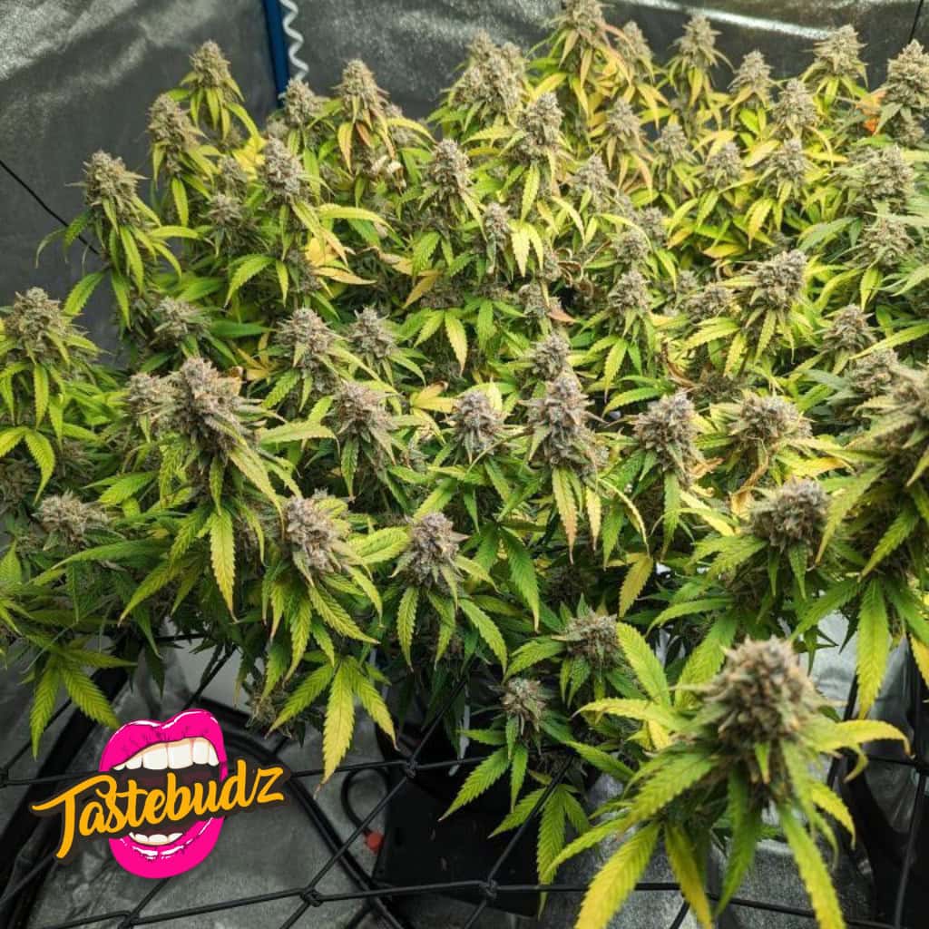 FORBIDDEN FRUITZ STRAIN AUTOFLOWER SEEDS UK BY TASTEBUDZ GENETICS, GRAPE GUSHERS X ZKITTLEZ WHOLE PLANT FROM ABOVE