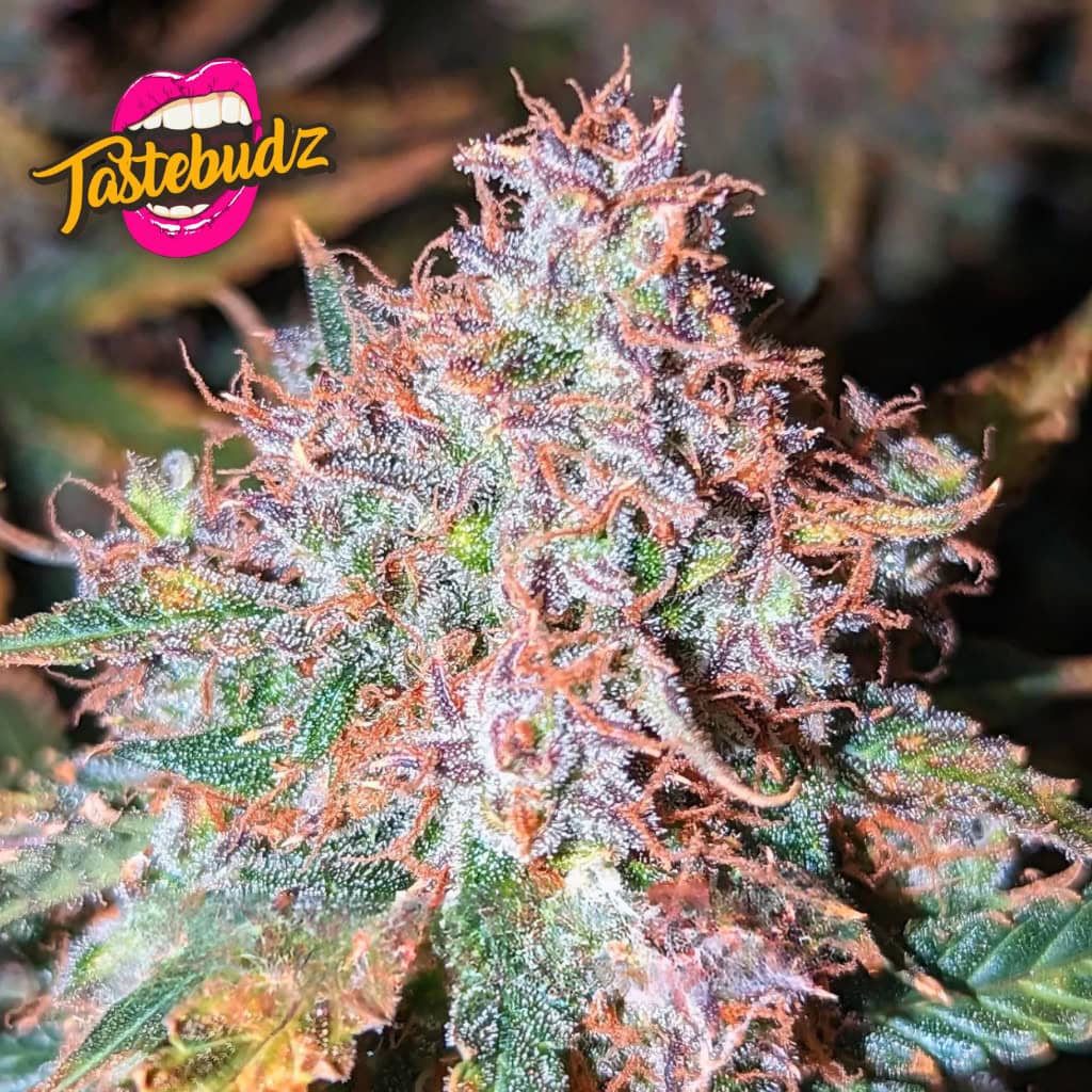 FORBIDDEN FRUITZ STRAIN AUTOFLOWER SEEDS UK BY TASTEBUDZ GENETICS, GRAPE GUSHERS X ZKITTLEZ CLOSE UP TRICHOMES