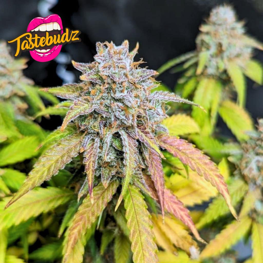 FORBIDDEN FRUITZ STRAIN AUTOFLOWER SEEDS UK BY TASTEBUDZ GENETICS, GRAPE GUSHERS X ZKITTLEZ PLANT HEADS