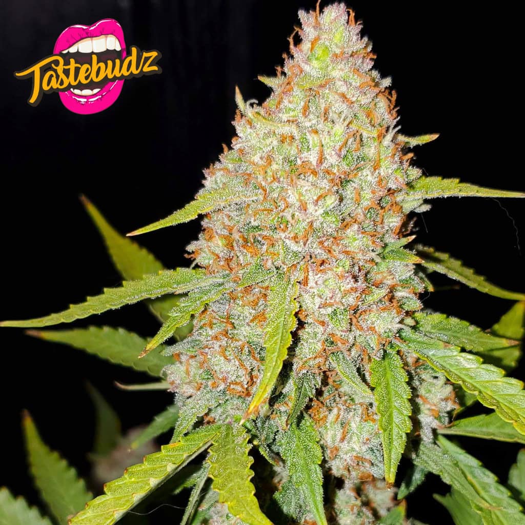 FORBIDDEN FRUITZ STRAIN AUTOFLOWER SEEDS UK BY TASTEBUDZ GENETICS, GRAPE GUSHERS X ZKITTLEZ COLA HEAD