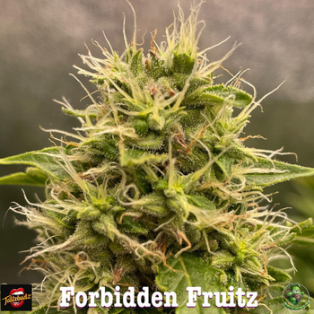 Tastebudz Forbidden Fruitz Autoflowering cannabis seeds